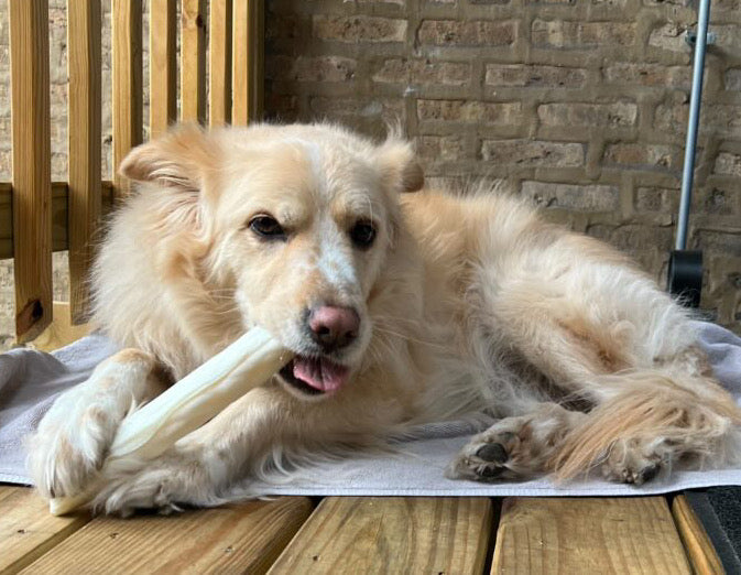 Treats, Bones & Chews