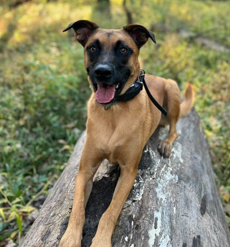 Dogtra E-Collars