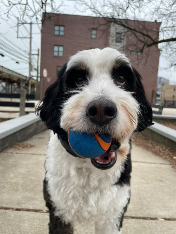 Toys & Enrichment