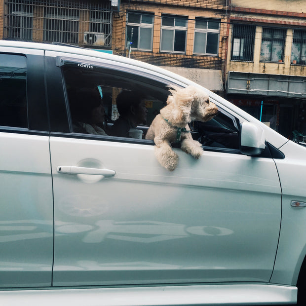 Transport to K9 Feline An'archy Grooming